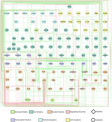 Network-based modelling of mechano-inflammatory chondrocyte regulation in early osteoarthritis